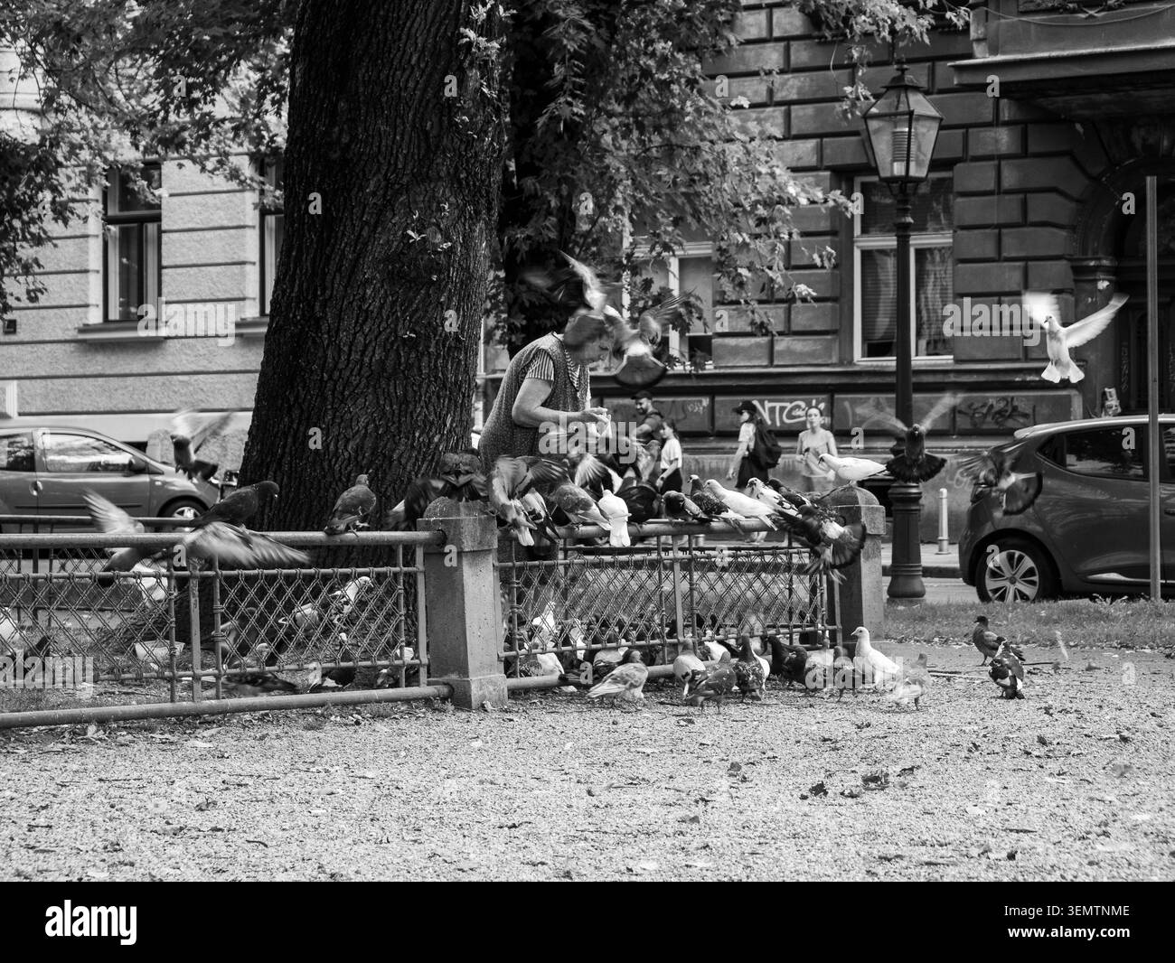 Eine Frau lehnt sich über einen schmiedeeisernen Zaun, um in einem von Bäumen gesäumten Stadtpark in Zagreb, Kroatien, eine große Taubenherde von Hand zu füttern. Das Schwarzweißbild Stockfoto