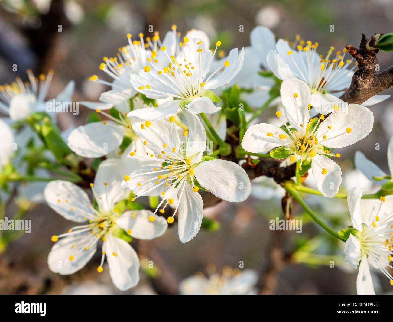 Weiße Kirschblüten aus nächster Nähe, beleuchtet von der untergehenden Sonne am Frühlingsabend Stockfoto