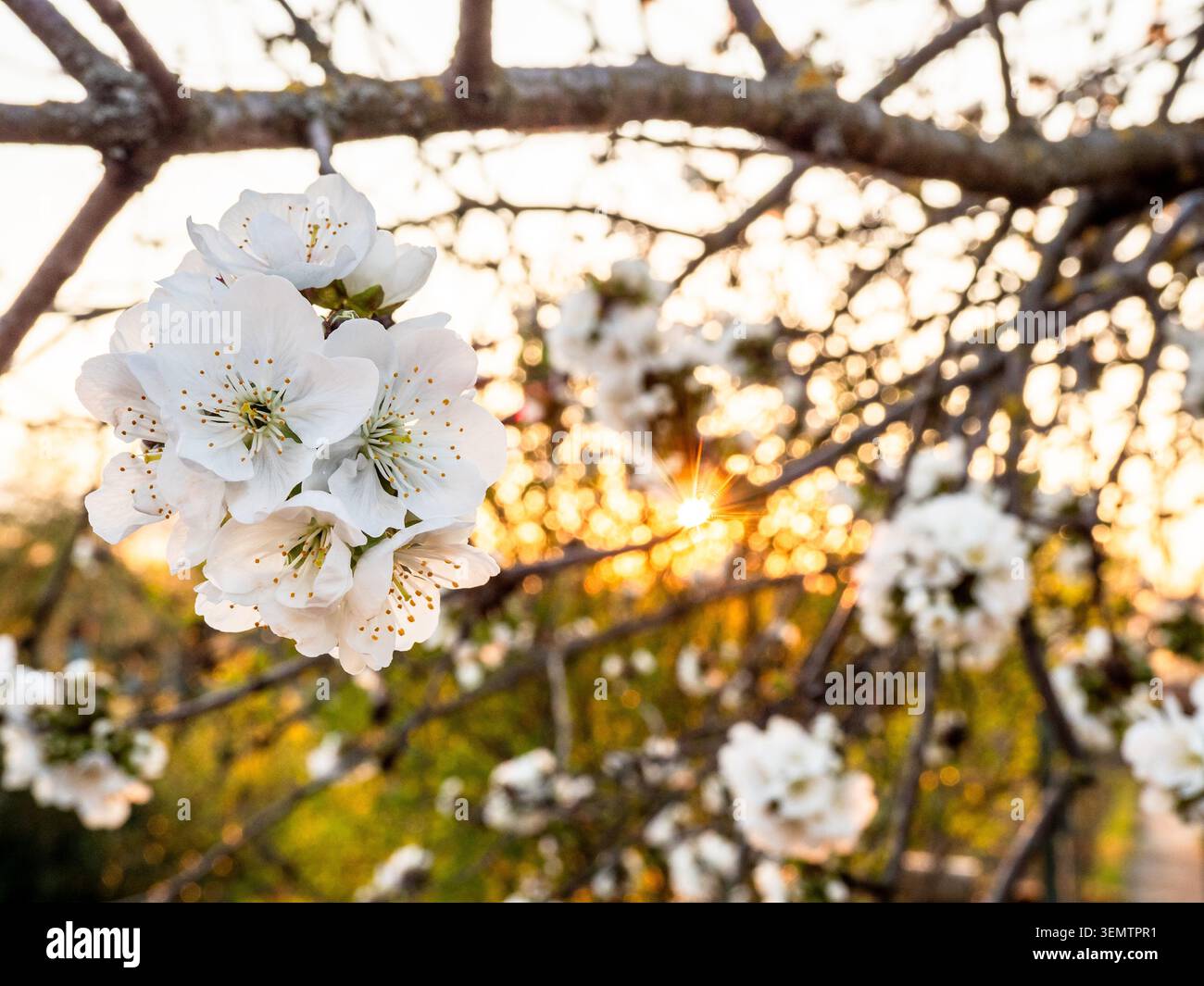 Weiße Kirschblüten aus nächster Nähe und untergehende Sonne im Hintergrund am warmen Frühlingsabend Stockfoto