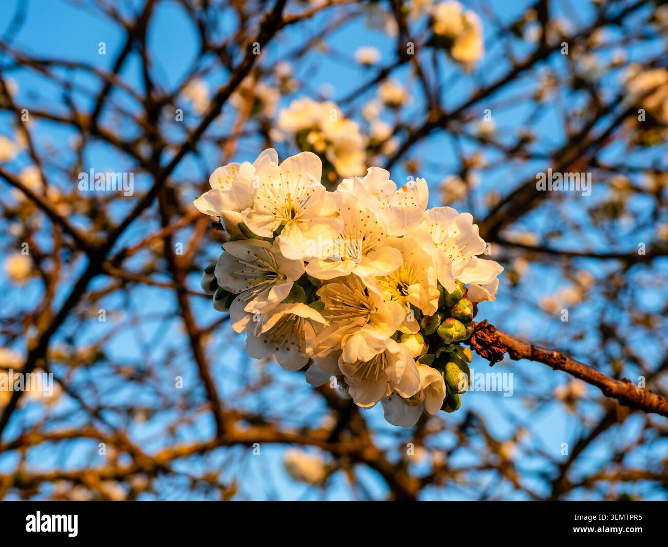 Kirschbaumblüten beleuchtet von untergehender Sonne aus nächster Nähe und Sonnenuntergang blauer Himmel im Hintergrund an warmen Frühlingsabend Stockfoto