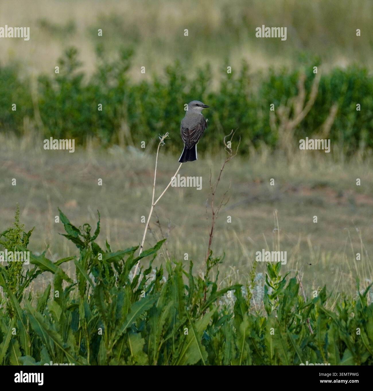 Spaziergang durch eine offene, ländliche Weide mit Wildtieren und Pferden. Stockfoto