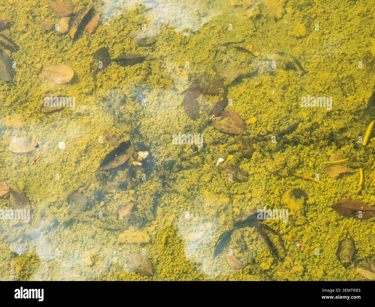 Blick auf den Boden des mit Schlamm, Schlamm und gefallenen Blättern bedeckten Außenpools aus nächster Nähe am sonnigen Frühlingstag Stockfoto