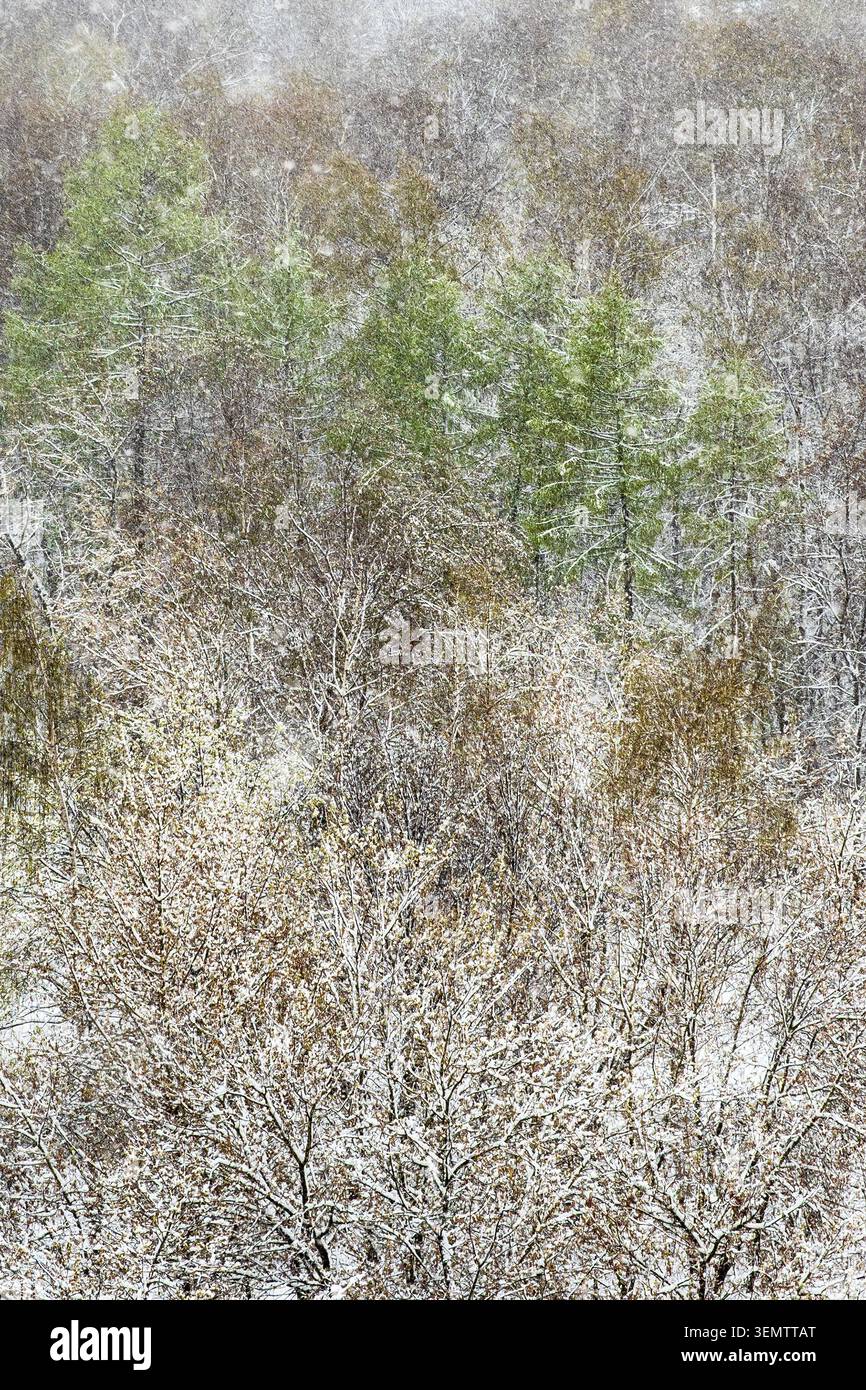 Natürlicher Hintergrund - über dem Blick auf Bäume im Wald, die nach dem Schneefall im Frühling schneebedeckt sind Stockfoto