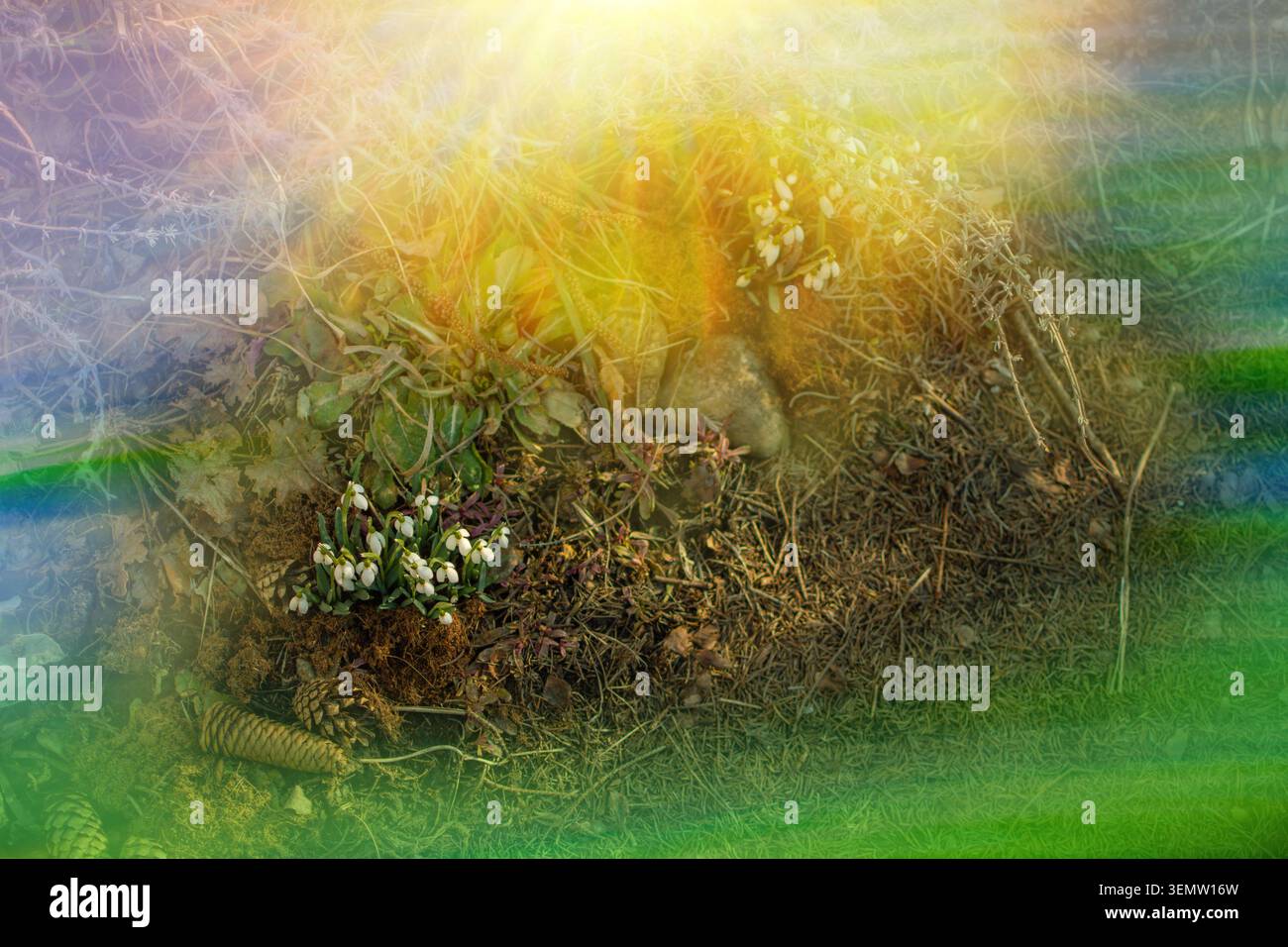 Schneeglöckchen blühen im Frühjahrswald. Nahaufnahme von Schneeglöckchen, die im Schnee blühen. Stockfoto
