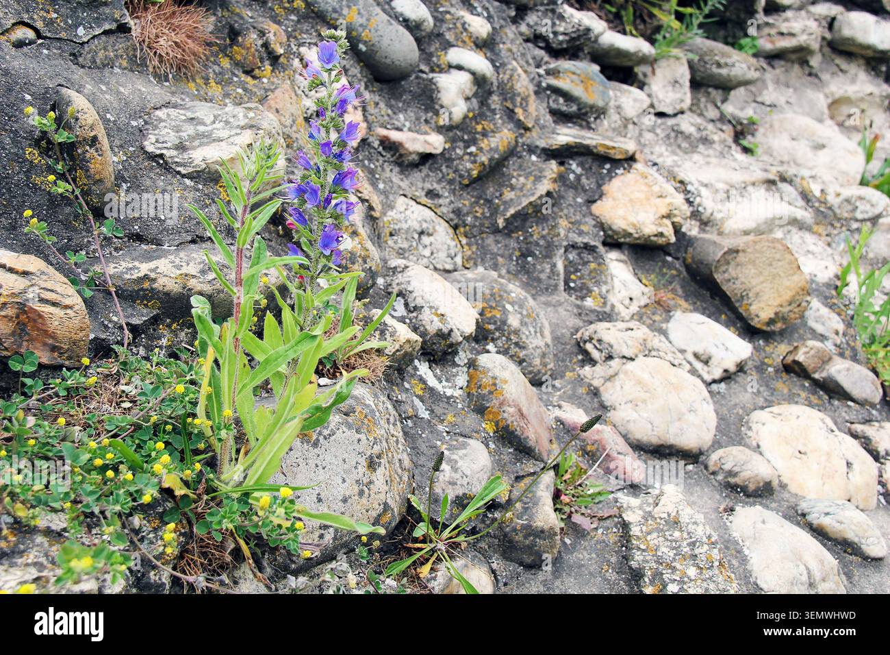 Gewöhnliche Viper's Bugloss oder Blueweed Flower Stockfoto