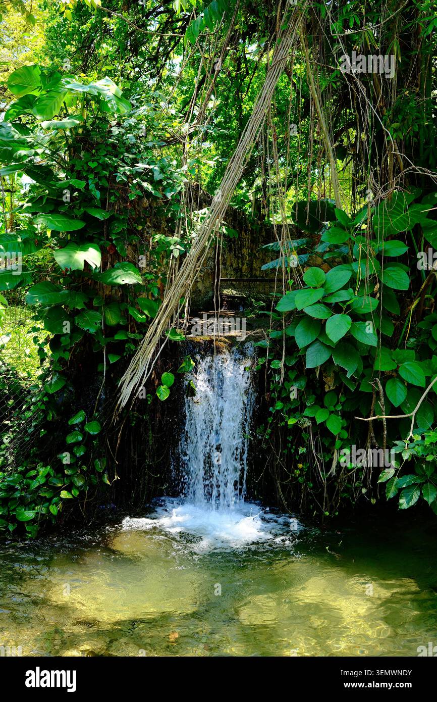 Kleiner Dschungel-Wasserfall umgeben von tropischer Vegetation (Tamasopo, San Luis Potosi, Mexiko) Stockfoto