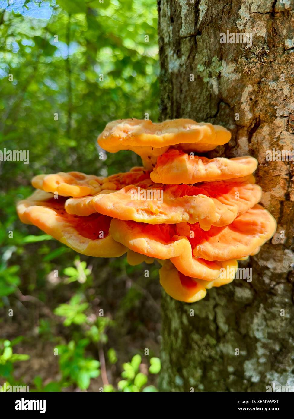 Waldhühner Wildpilz in Brewster, Massachusetts Stockfoto
