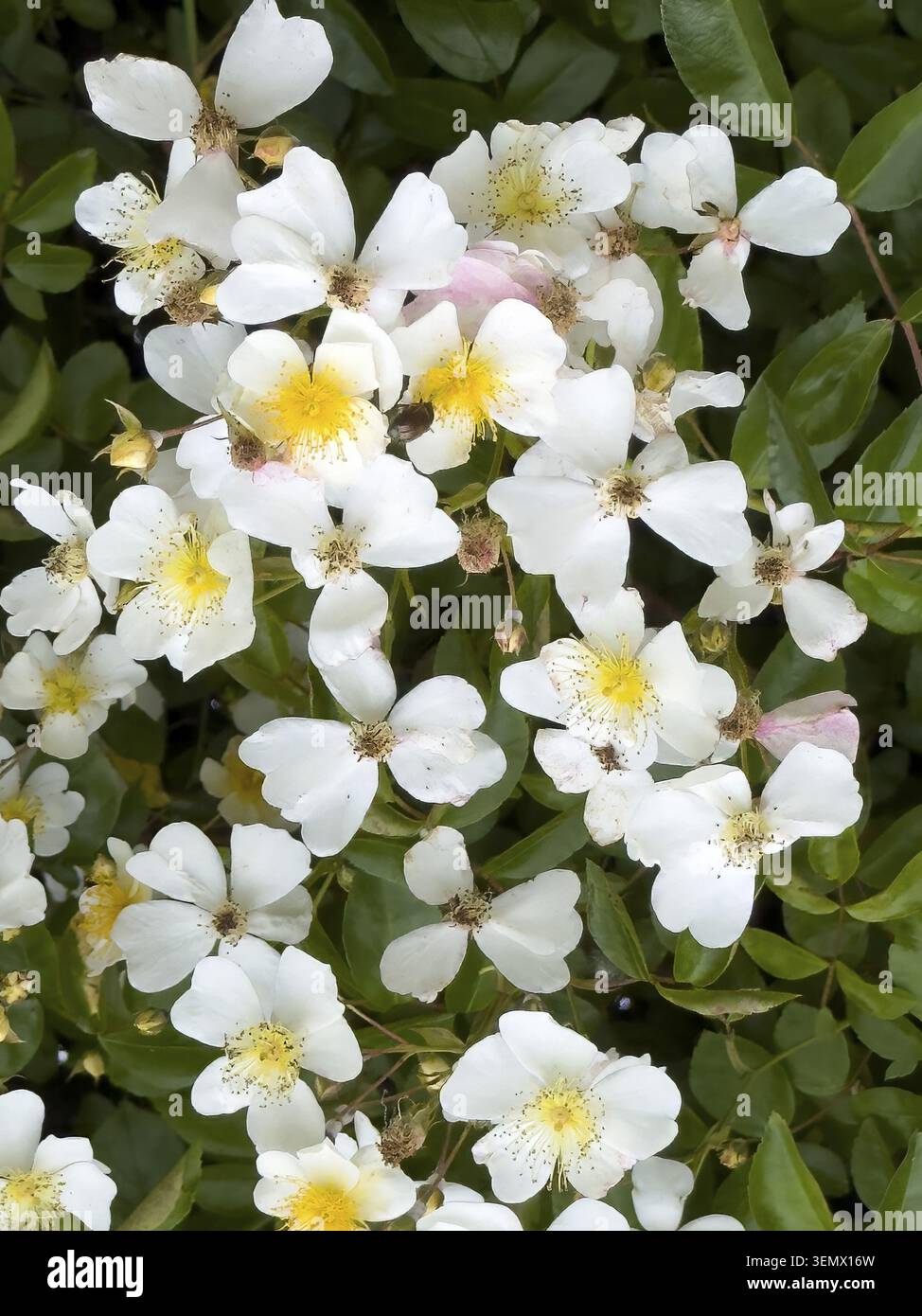 Nahaufnahme von Blüten der Fadenstielrose (Rosa filipes), bienenfreundlicher Kletterrosenstrauch, ursprünglich aus Asien, Deutschland Stockfoto