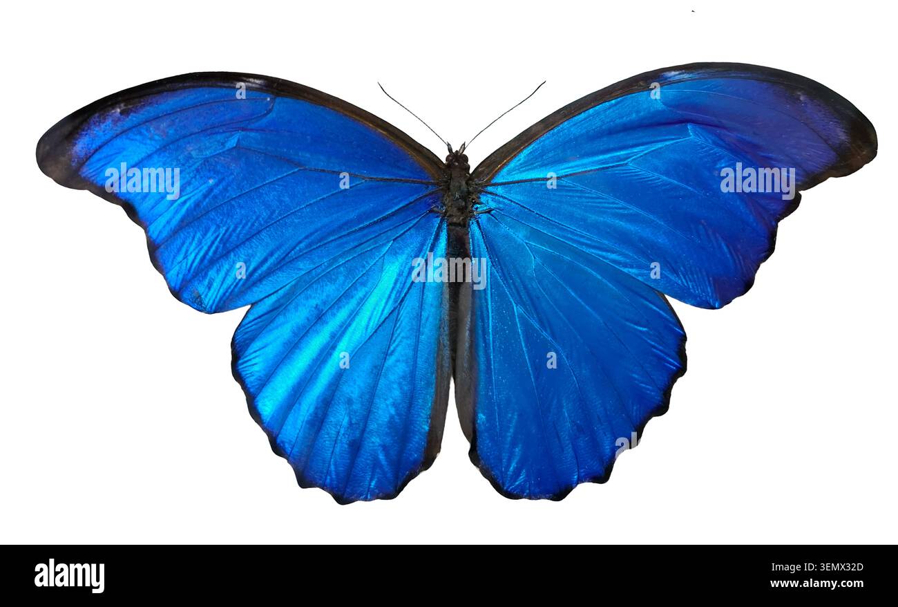 Ein Morpho-didius-Schmetterling zeigt seine hellblauen Flügel vollständig ausgebreitet. Dieser Schmetterling kommt in tropischen Regionen vor. Es ruht leise und zeigt seine an Stockfoto