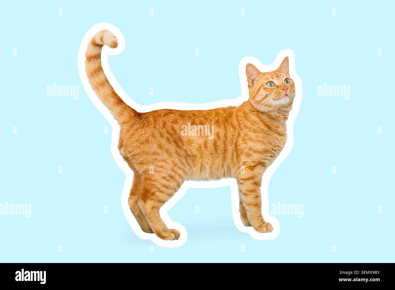 Neugierige orangene Tabbykatze mit grünen Augen, die nach oben schauen, isoliert auf einem hellblauen Hintergrund mit weißer Umrandung. Die Hauskatze ist klassisch Stockfoto
