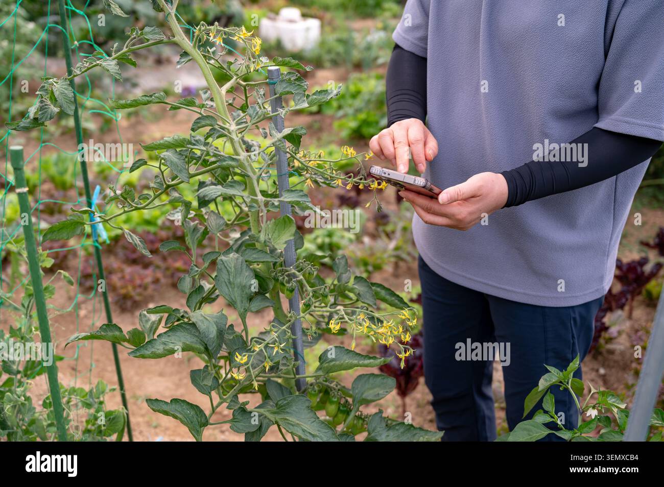 Intelligentes Landwirtschaftskonzept mit Telefon zur Kontrolle des Pflanzenwachstums im ökologischen Gemüsegarten. Stockfoto