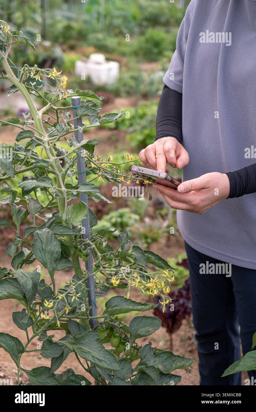 Intelligentes Landwirtschaftskonzept mit Telefon zur Kontrolle des Pflanzenwachstums im ökologischen Gemüsegarten. Stockfoto