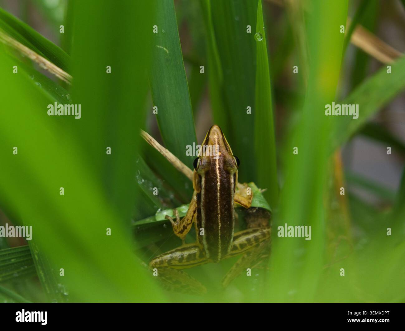 Top-down-Foto eines braunen Frosches, versteckt unter dichtem grünem Gras, das die natürliche Tarnung in einer Feuchtlandschaft demonstriert. Stockfoto