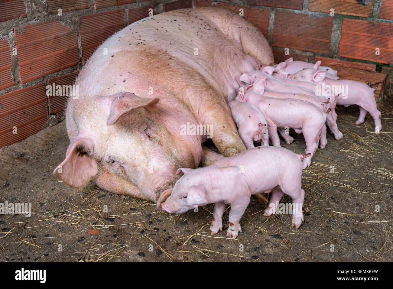 Säen auf Betonboden, eine Gruppe entzückender neugeborener Ferkel, die von ihr gestillt und ernährt werden, zeigen Mutterschaft, Familienbindung und natürliche Pflege Stockfoto