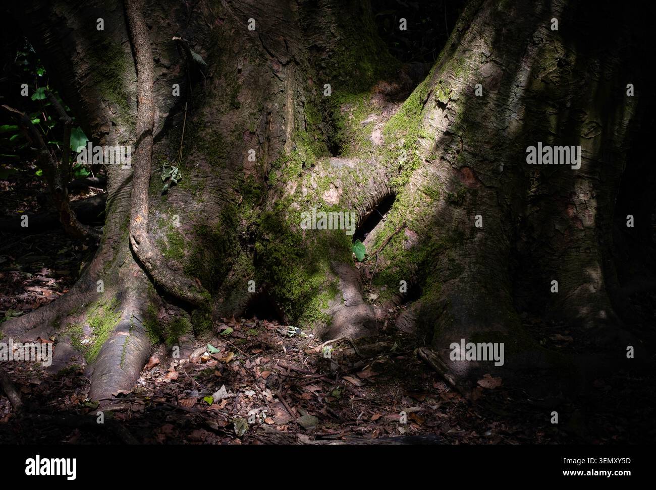 Die Frühlingssonne bricht durch dunkle Wälder und schafft Muster auf moosbedeckten Baumstämmen, Worcestershire, England Stockfoto
