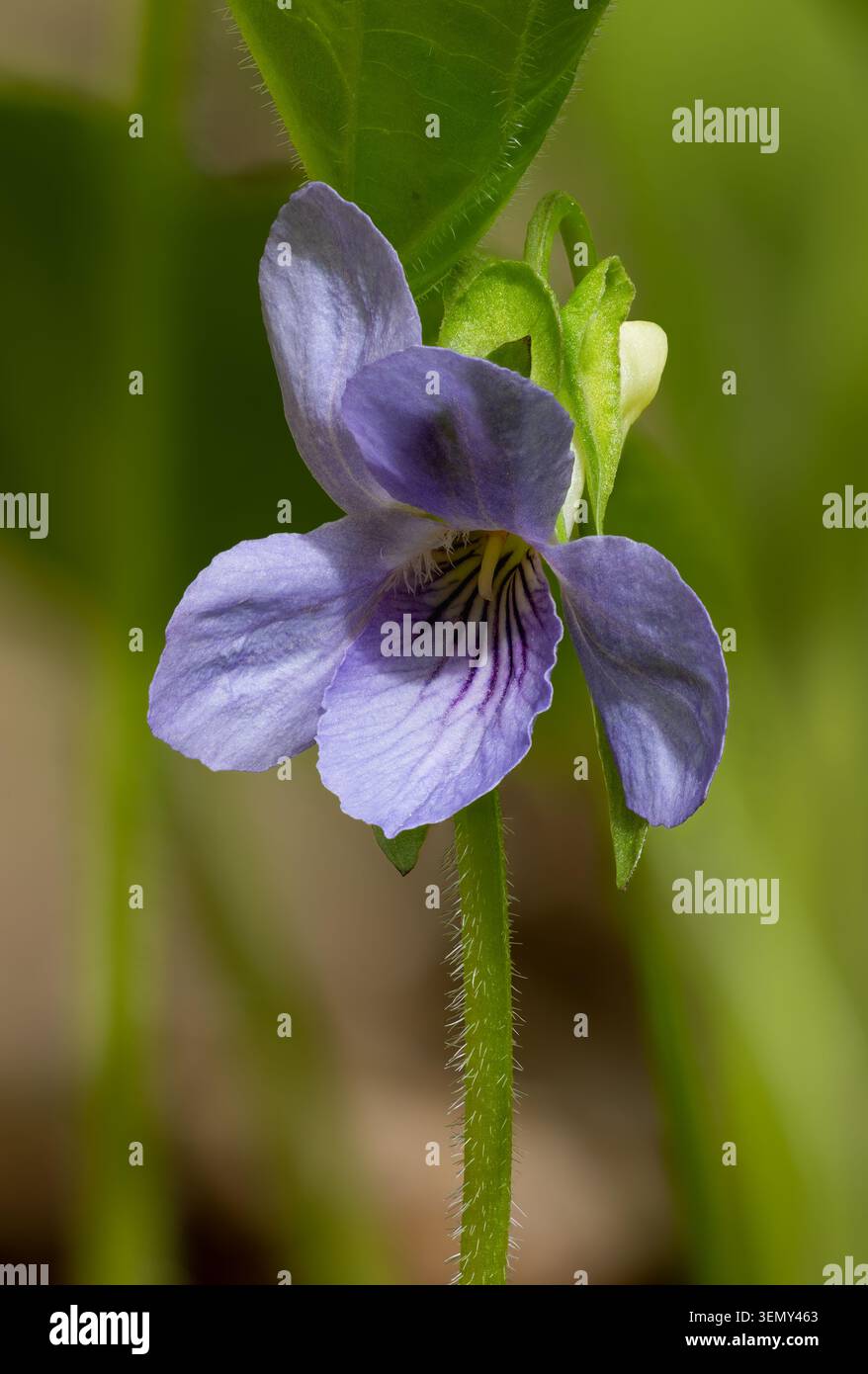 Wunderviolett Stockfoto