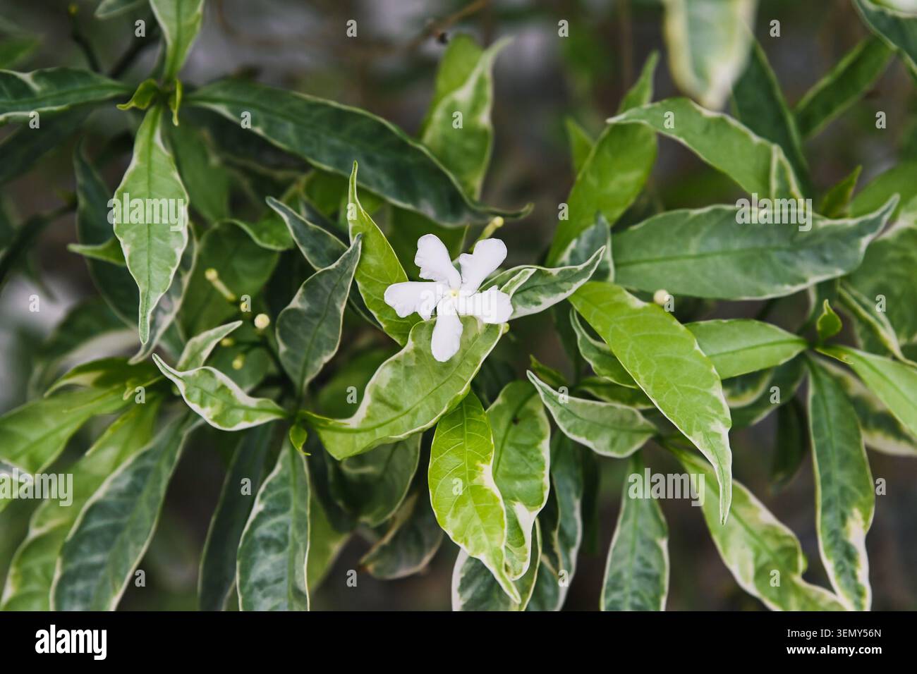 Nahaufnahme einer einzigen weißen Nadelradblume, bekannt als Tabernaemontana divaricata, die mit verschiedenen grünen Blättern in Macau blüht Stockfoto