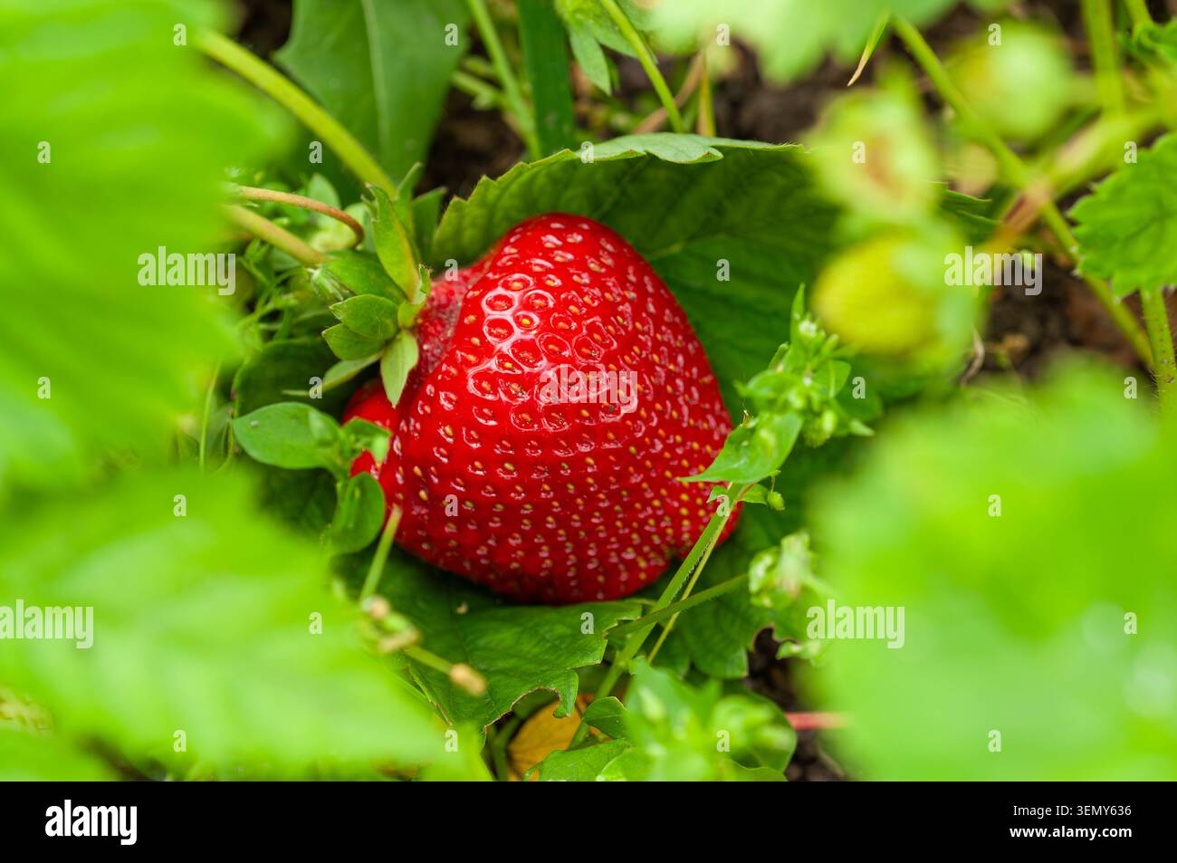 Eine einzelne, leuchtende rote Erdbeere ist perfekt reif und umgeben von ihrem eigenen grünen Laub und anderen Pflanzen in einem Garten Stockfoto