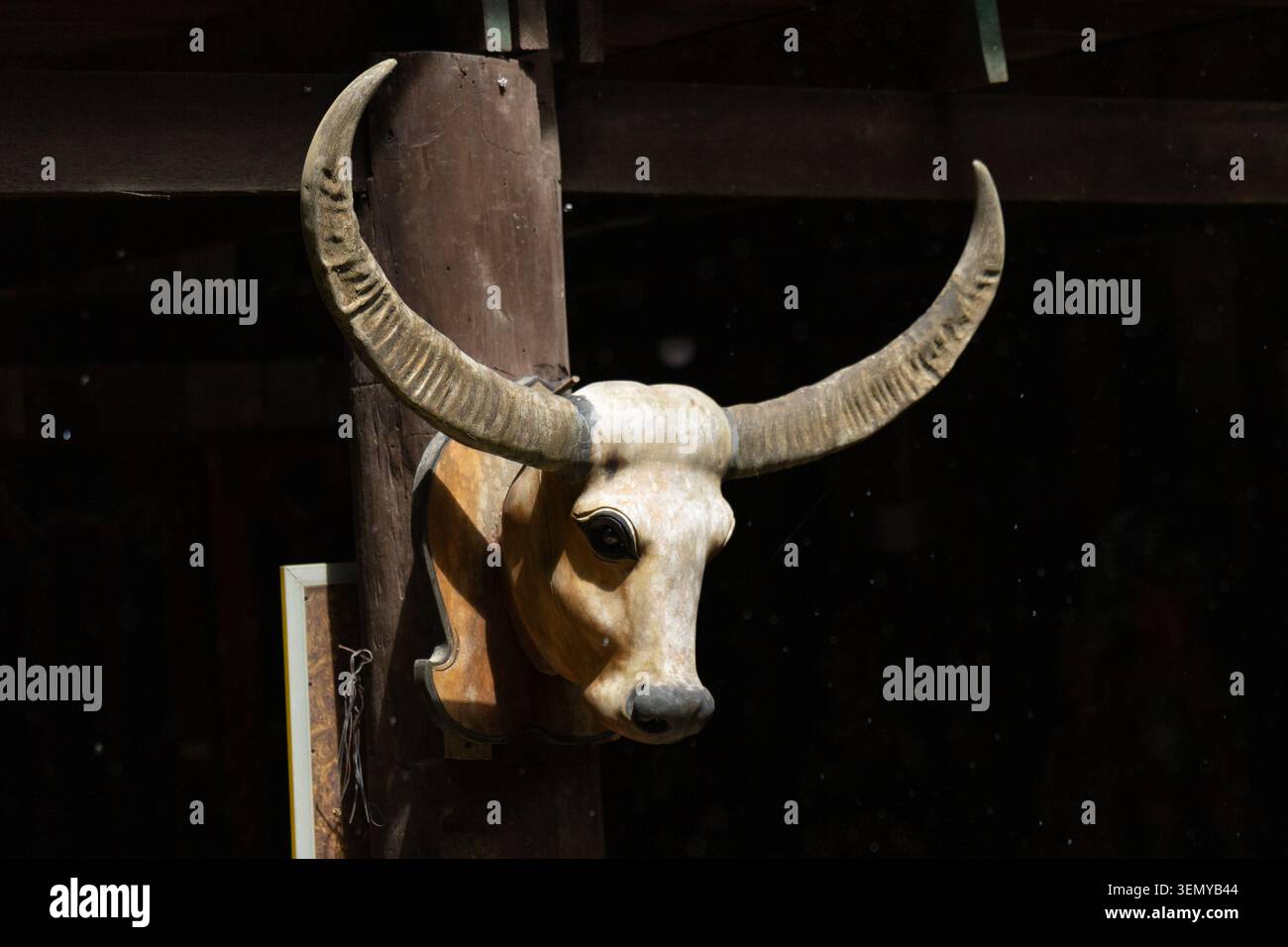 Horn Schädel Büffel Wandhalterung rustikale hölzerne dunkle antike Trophäe Hörner Tier Kopf Knochen Dekor Innenkabine Lodge traditionelle ländliche Vintage Taxidermie Stockfoto