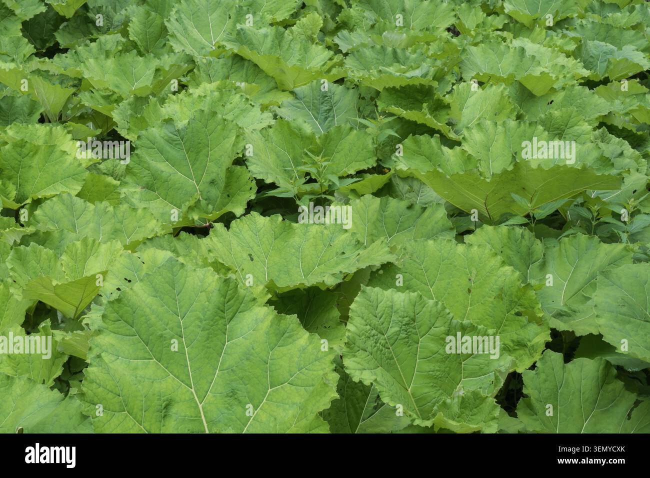 Dichtes Wachstum von größeren Klettenblättern, wodurch eine üppige grüne Vegetation im Hintergrund entsteht Stockfoto