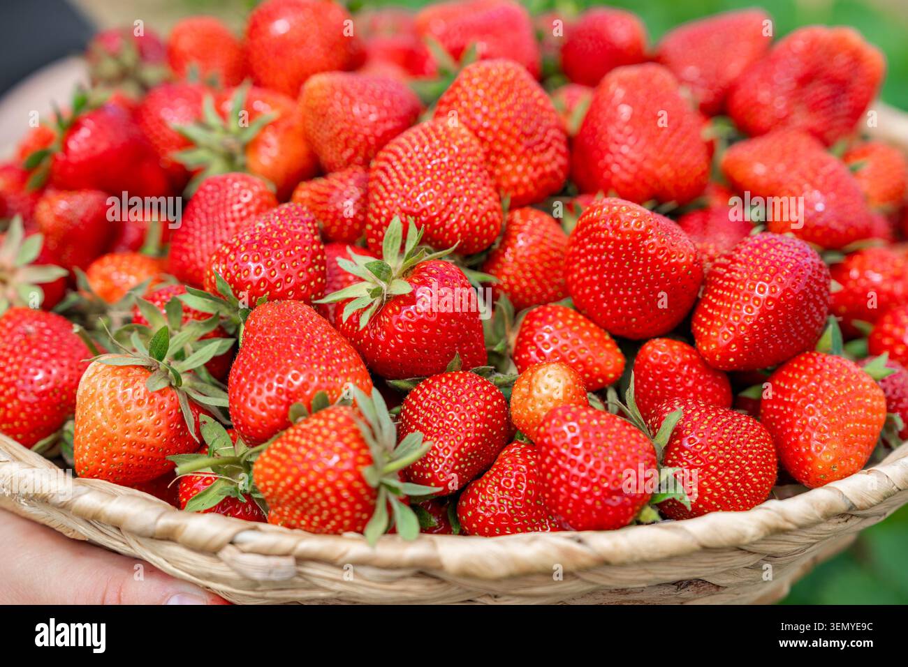 Hochwinkelansicht eines rustikalen Korbs, der bis zum Rand mit frisch geernteten Reifen roten Erdbeeren mit grünen Blättern gefüllt ist. Schöne Sommerernte Stockfoto
