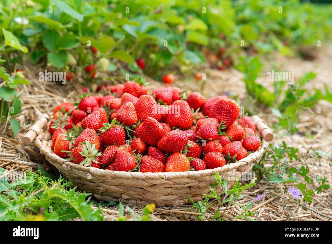 Wunderschöne Landszene mit einem vollen Korb mit süßen Bio-Erdbeeren im Freien. Leuchtende rote Beeren werden vor einer rustikalen Kulisse aus Heu präsentiert Stockfoto