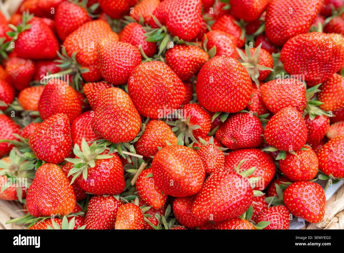 Makroaufnahme von geernteten süßen Erdbeeren, die den gesamten Rahmen füllen. Schöne Textur von frischem Ackerbau mit winzigen Samen und grünen Sepalen Stockfoto