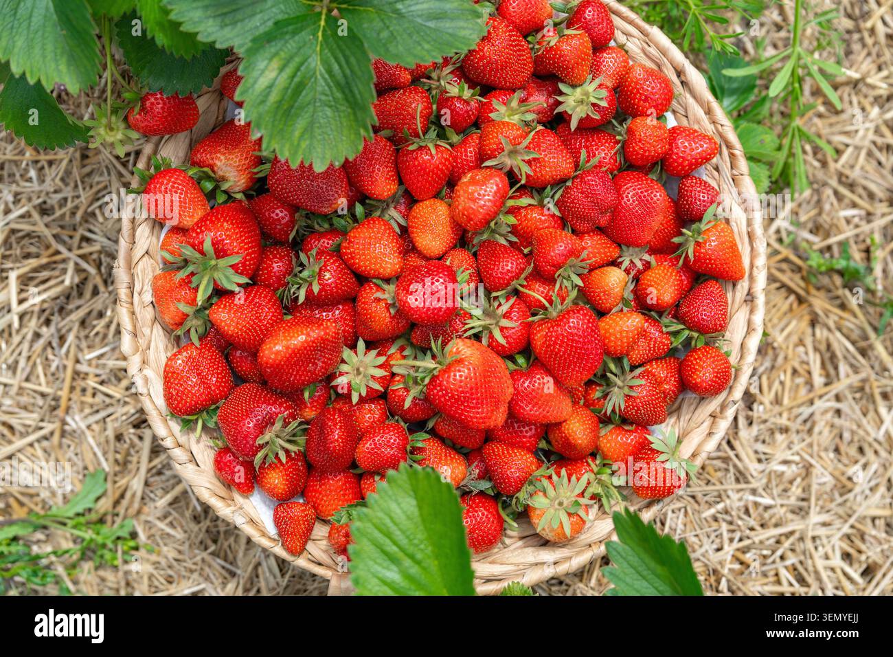 Frisch geerntete köstliche Gartenerdbeeren, die im Freien präsentiert werden. Schöne rote Beeren in einem gewebten Behälter stehen im Kontrast zu üppig grünen Blättern und rustikalen Farben Stockfoto