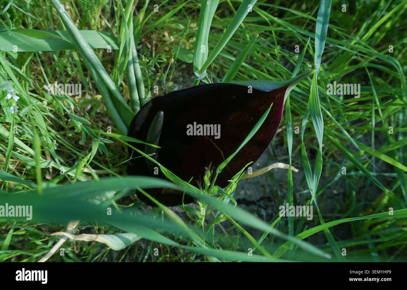 Wilde violette Glockenblumen, Feldblumen Stockfoto