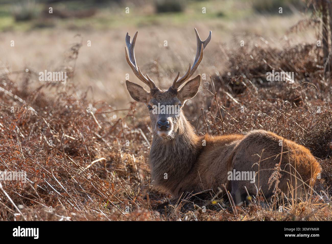Rothirsch (Cervus elaphus), im Winter in goldenem Bracken, Richmond Park, London, England, Vereinigtes Königreich Stockfoto