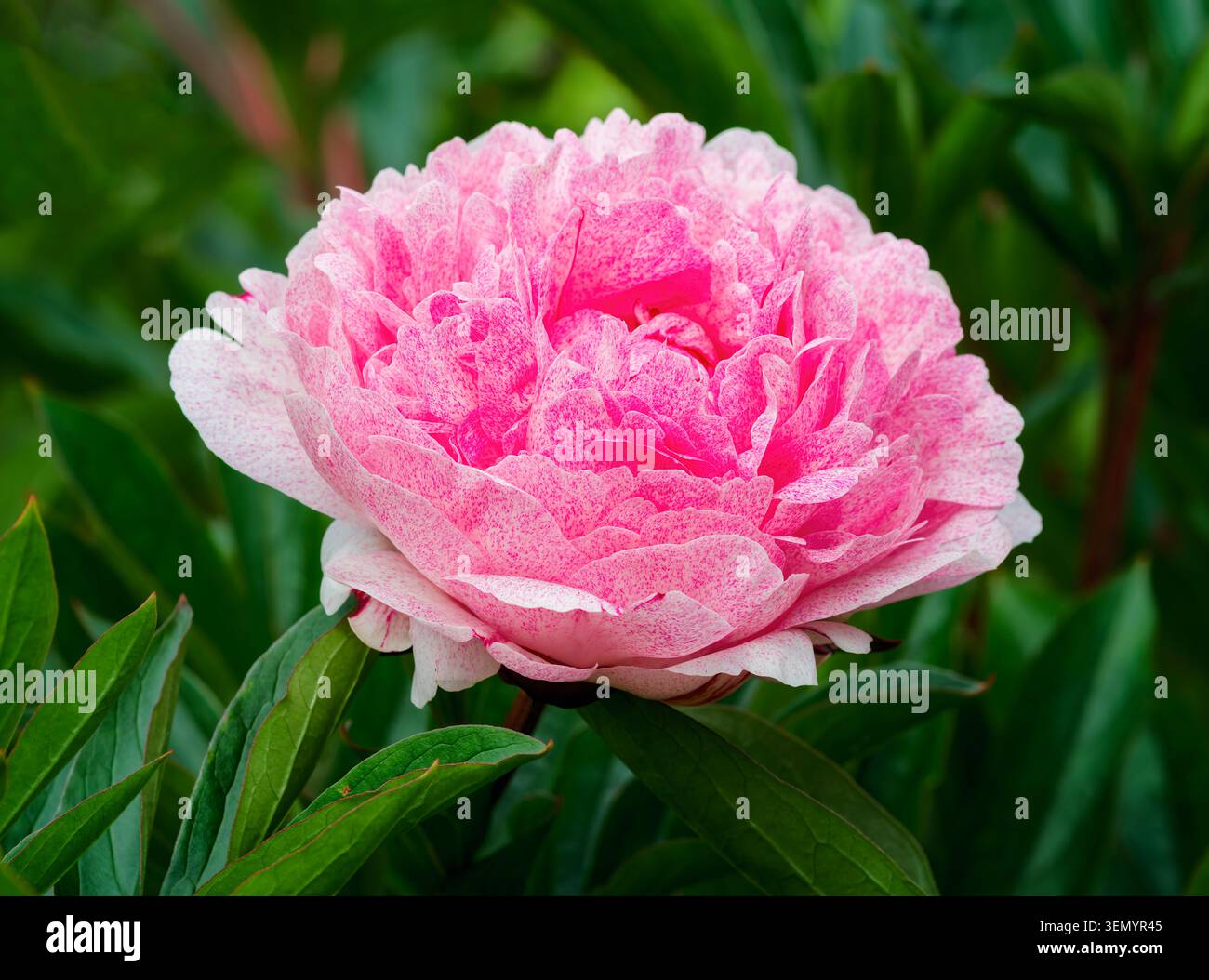 Eine wunderschöne einsame rosa Pfingstrosenblüte, fotografiert zwischen üppig grünem Laub Stockfoto