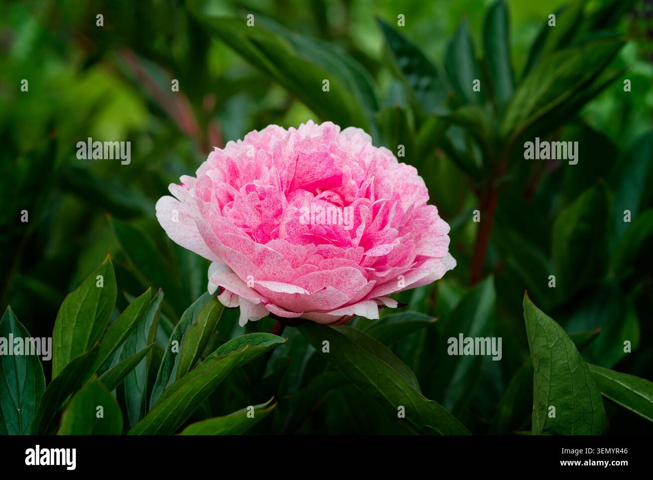 Eine wunderschöne einsame rosa Pfingstrosenblüte, fotografiert zwischen üppig grünem Laub Stockfoto