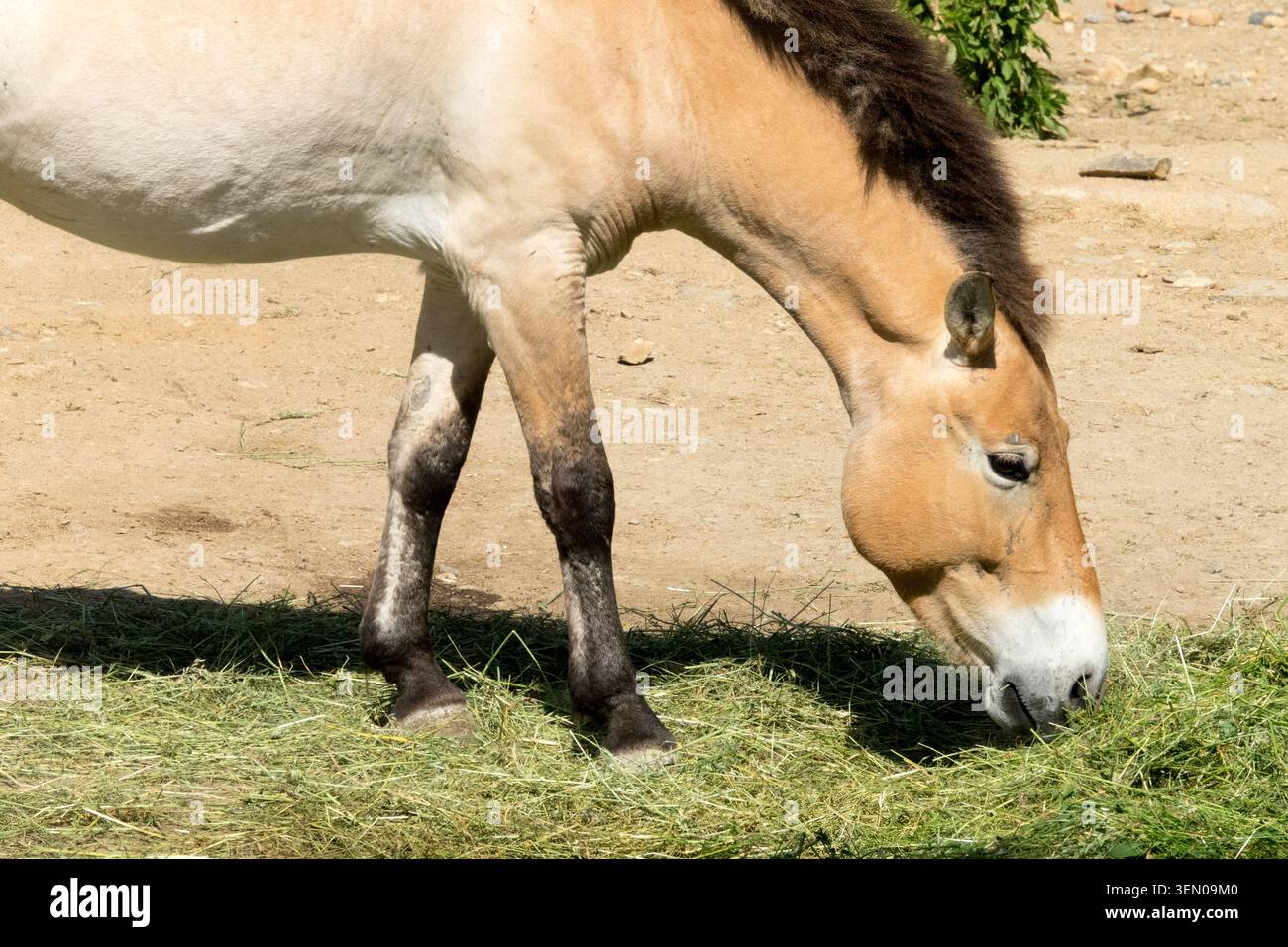 Seitenansicht von Przewalskis Pferd Equus ferus przewalskii, das auf grünem Gras weidet Stockfoto