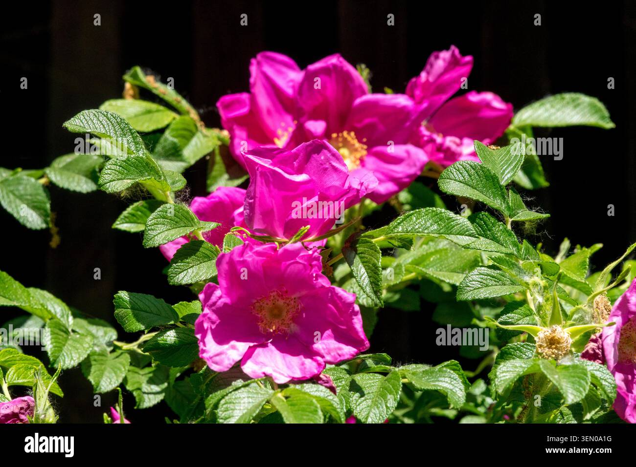 Leuchtend rosa Blüten von Rugosa Rose Rosa rugosa zwischen grünen Blättern Stockfoto