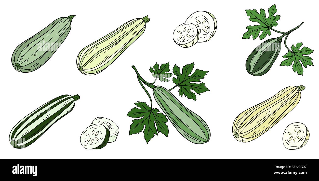 Handgezeichnete farbige Illustration von Zucchini und Kürbis mit natürlichen botanischen Details und realistischer Textur. Frisches Gartengemüse in lebendigem Künstler Stockfoto