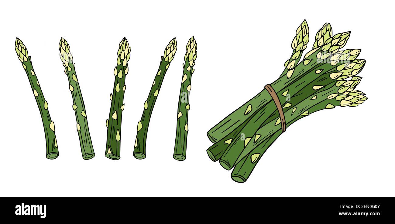Handgezeichnete farbige Illustration von frischem Spargel mit natürlich langen grünen Lanzen mit zarten Spitzen und organischen Texturdetails Stockfoto
