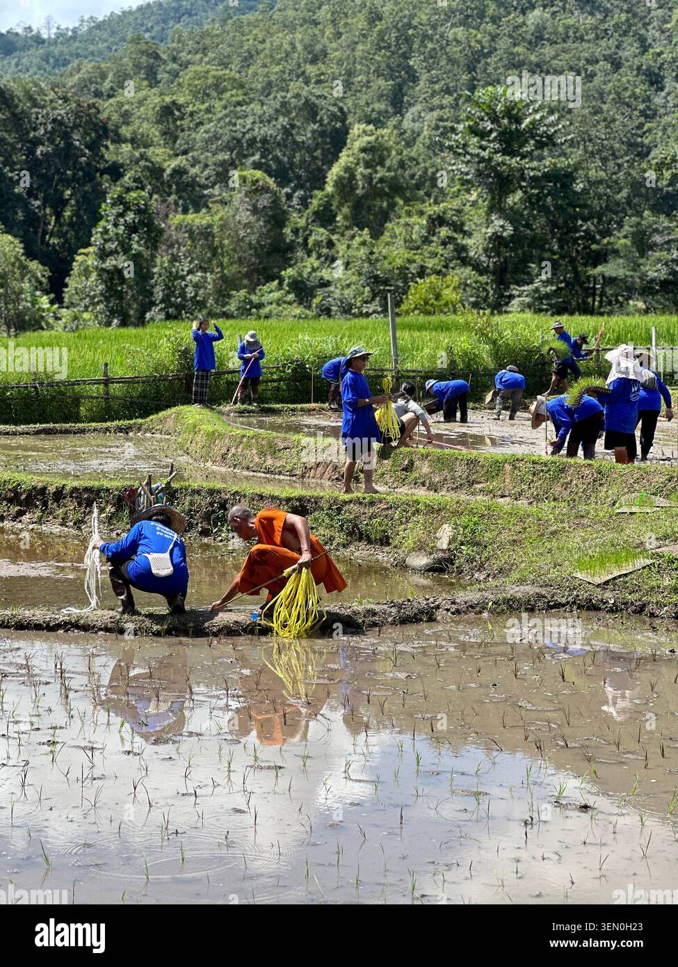 Schmutziges Geschäft: Bauern pflanzen Reissetzlinge in einem überfluteten Reisfeld unter grünen Hügeln, Pai, Thailand - Smartphone-aufgenommenes Stockfoto