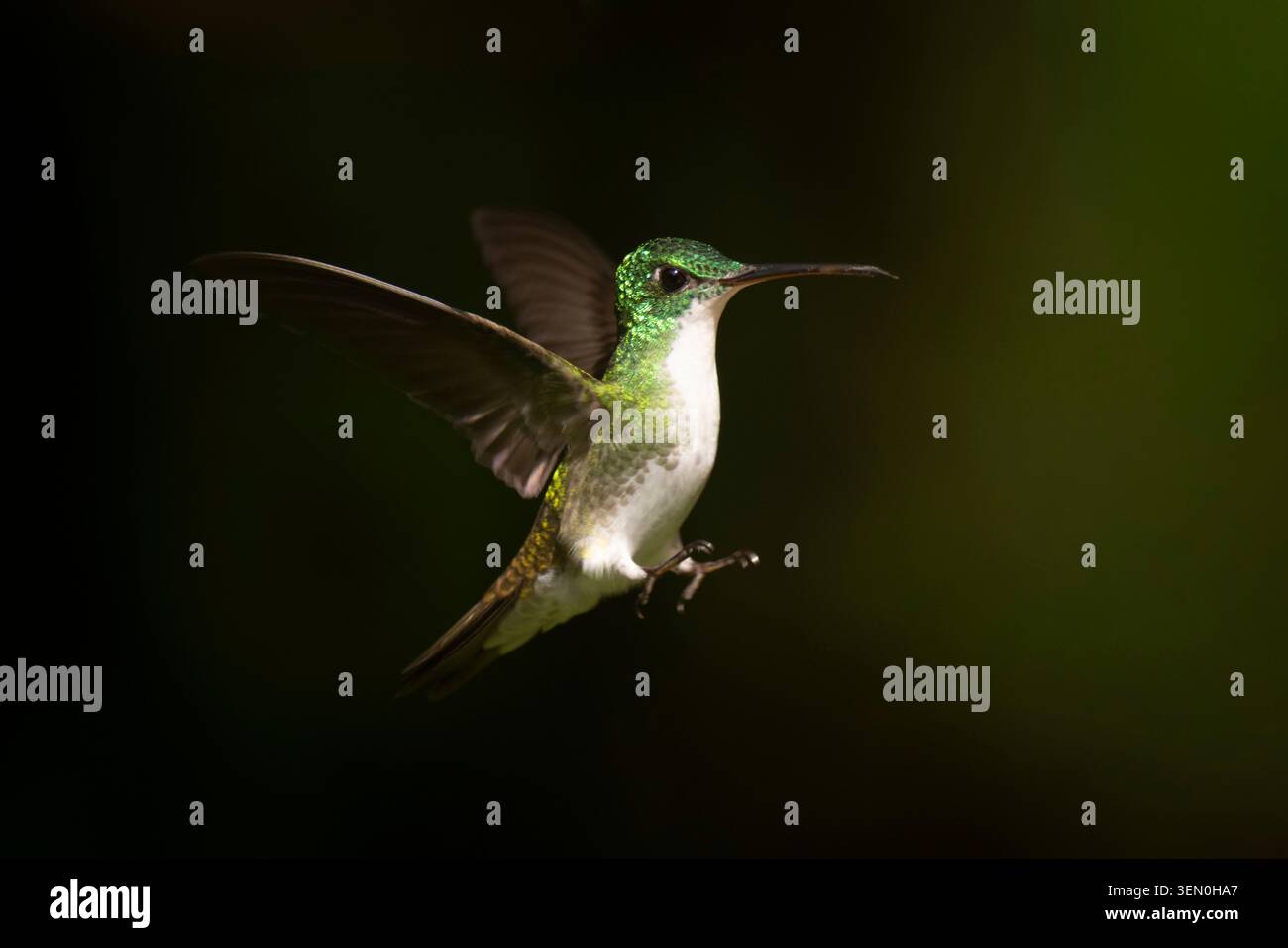 Ein lebendiger Kolibri im Flug, der seine schillernden grünen und weißen Federn vor dunklem Hintergrund zeigt. Stockfoto