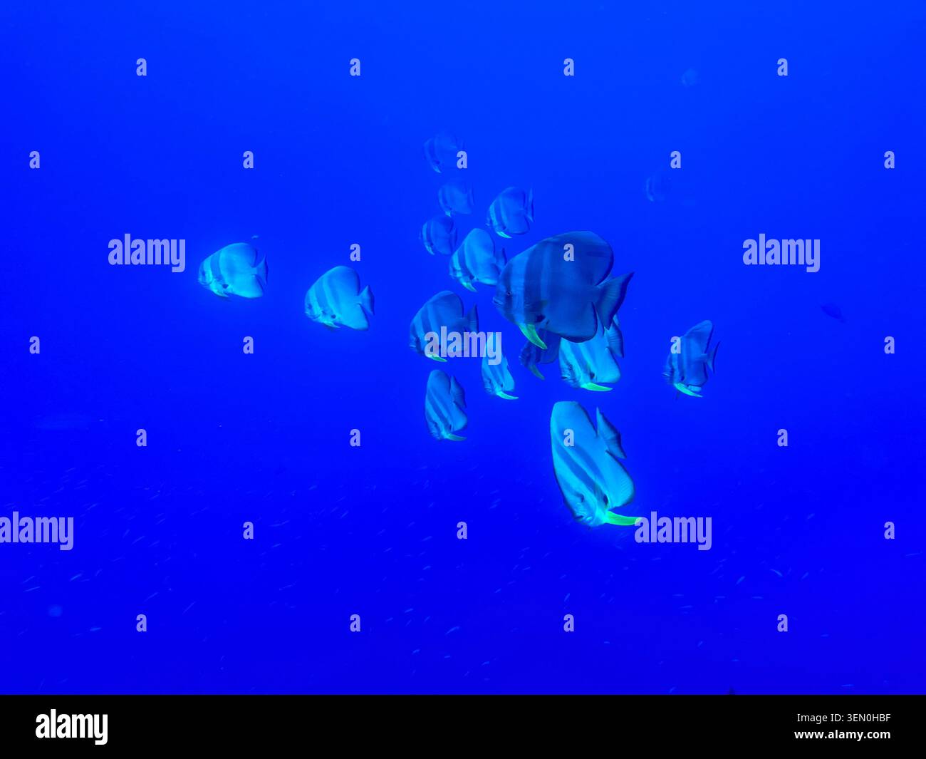Fin-tastisches Team: Ein Schwarm Fledermausfische schwebt in perfekter Formation durch tiefblaues Wasser auf Komodo Island, Indonesien - Smartphone-aufgenommenes Stockfoto
