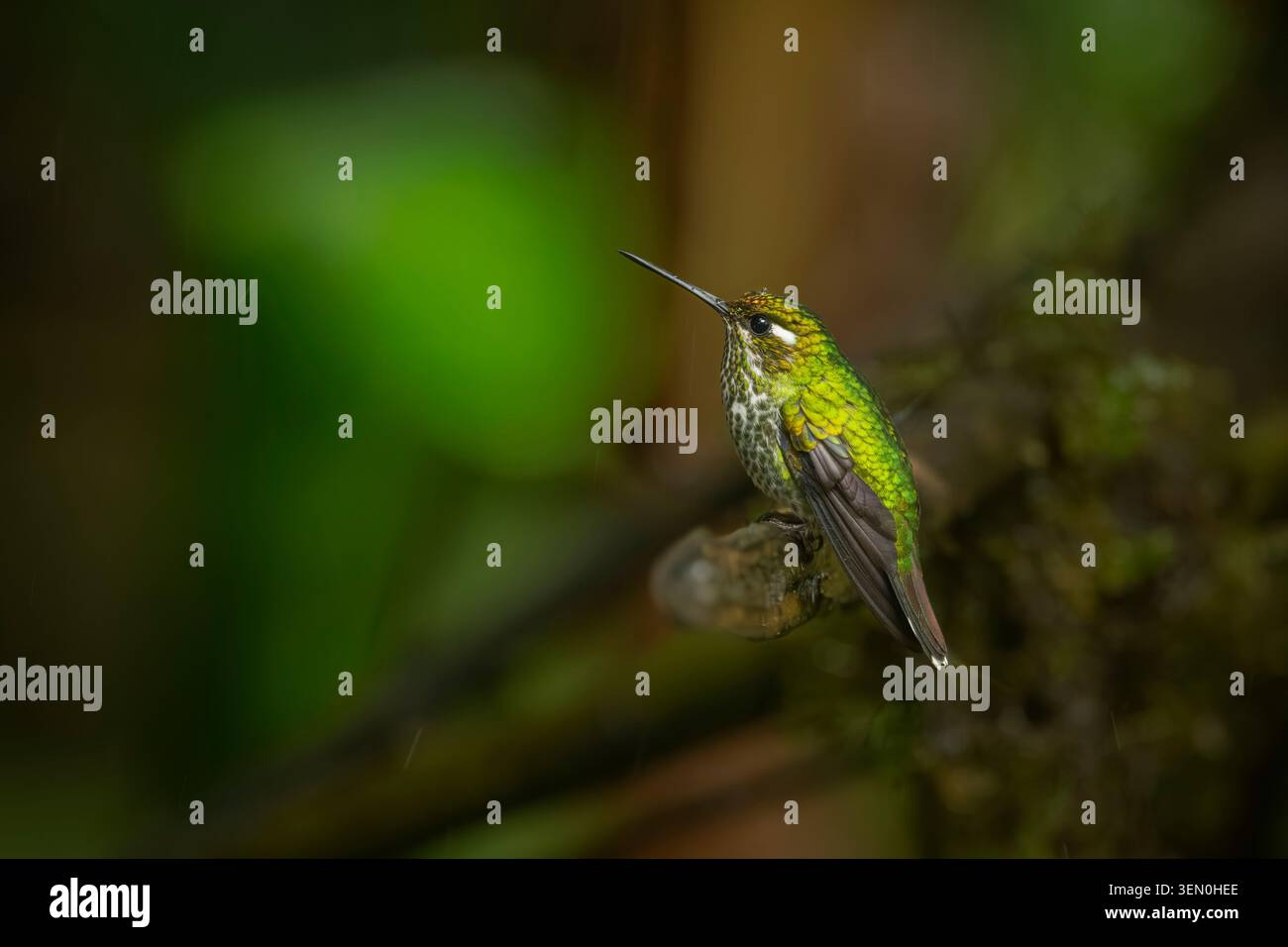 Leuchtend grüner Kolibri, der auf einem moosigen Zweig in einer üppigen Waldlandschaft thront. Stockfoto