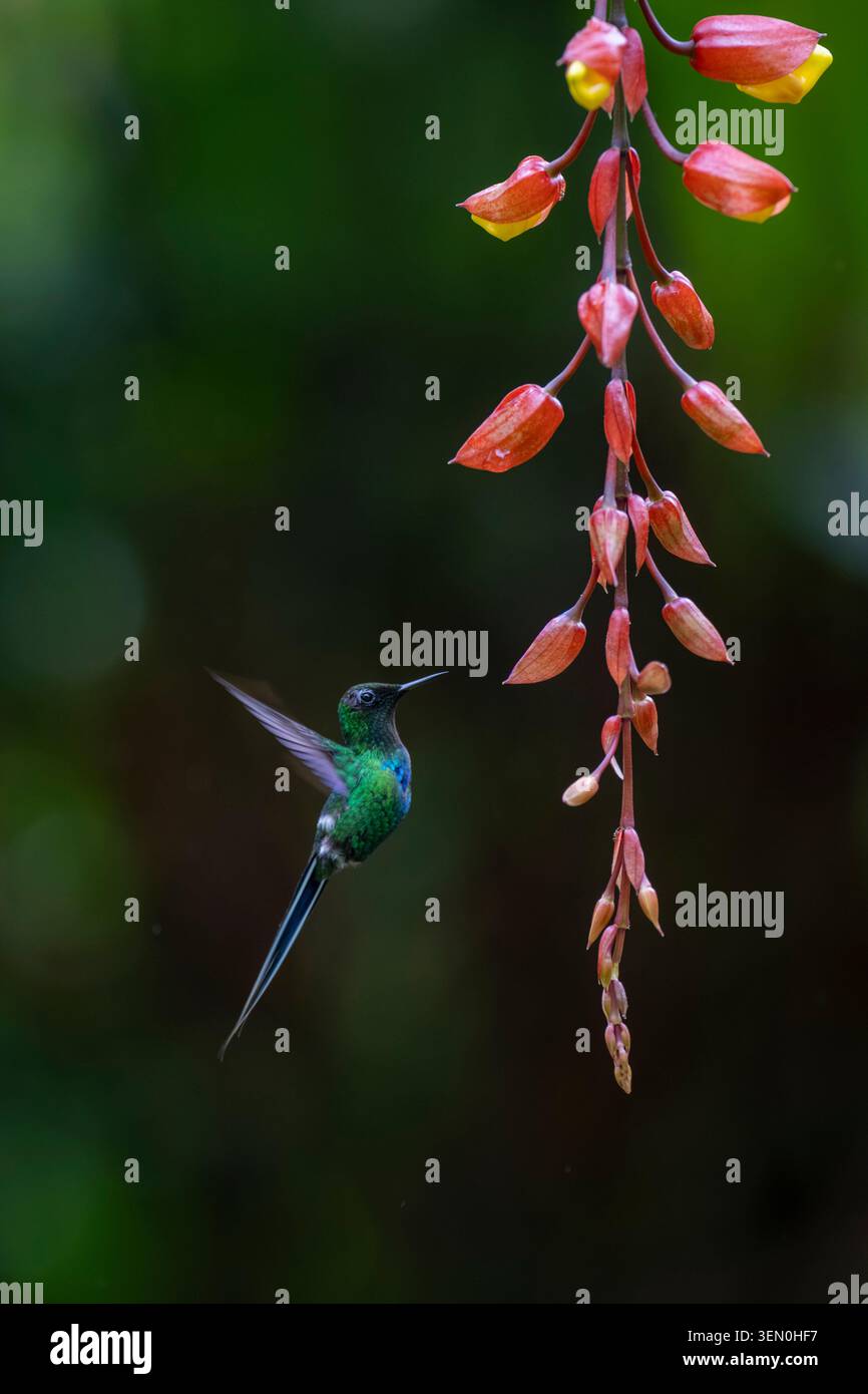 Ein lebhafter Kolibri schwebt neben roten Blumen vor einem üppig grünen Hintergrund. Stockfoto