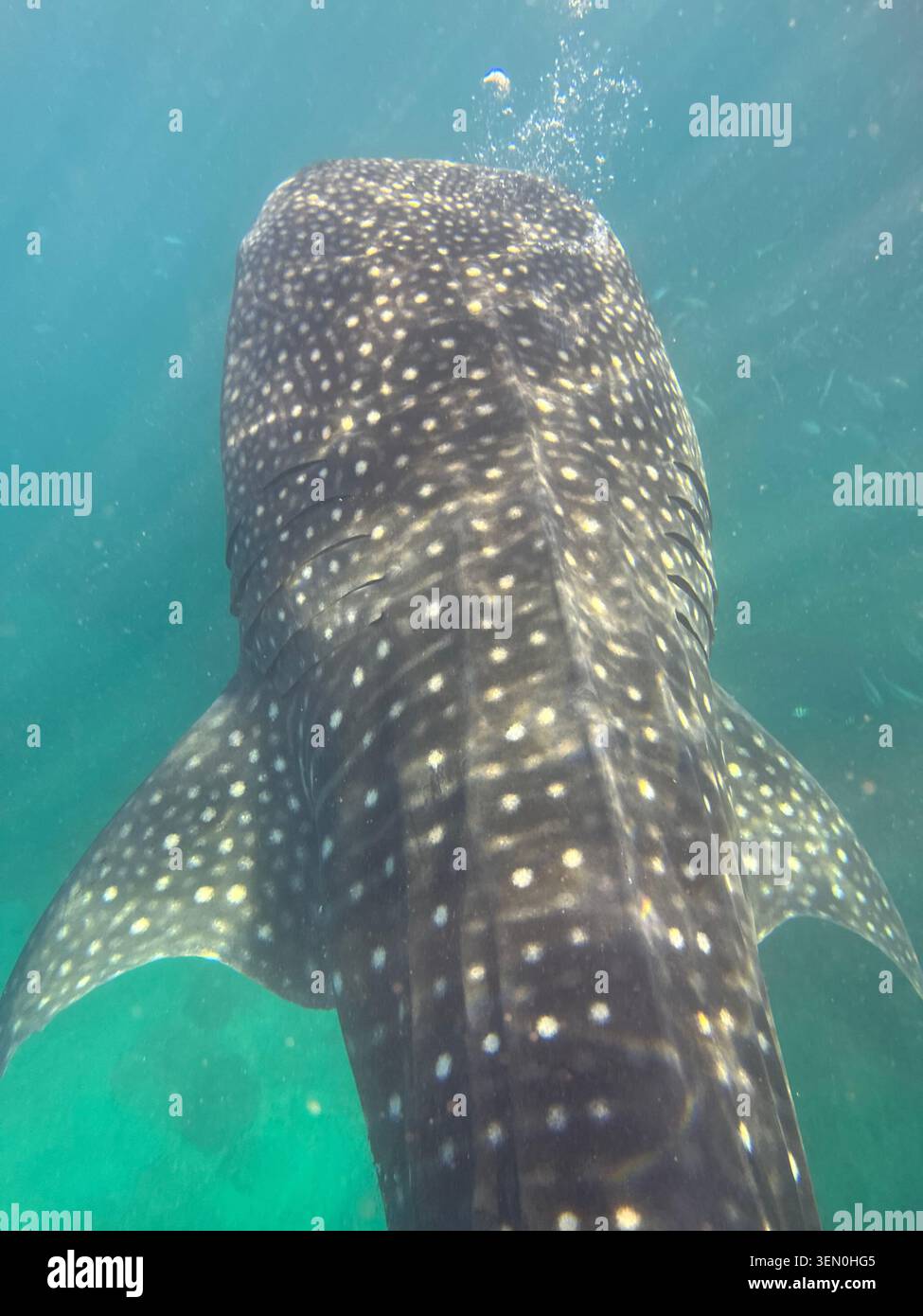 Ein Walhai schwimmt unter der Kamera, seine Konstellation weißer Flecken leuchtet durch klares türkisfarbenes Wasser - Smartphone-aufgenommenes Stockfoto