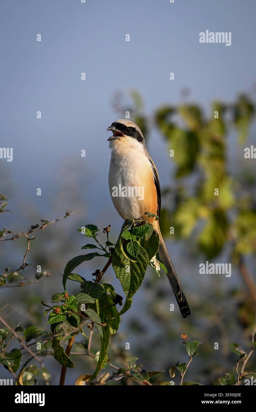 Ein Vogel thront auf einem grünen Ast vor einem klaren blauen Himmel. Stockfoto