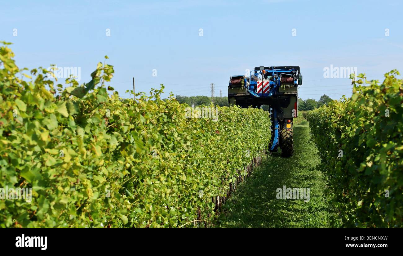 Traubenerntemaschine arbeitet an einem septembermorgen auf einer Reihe Weinberg Stockfoto