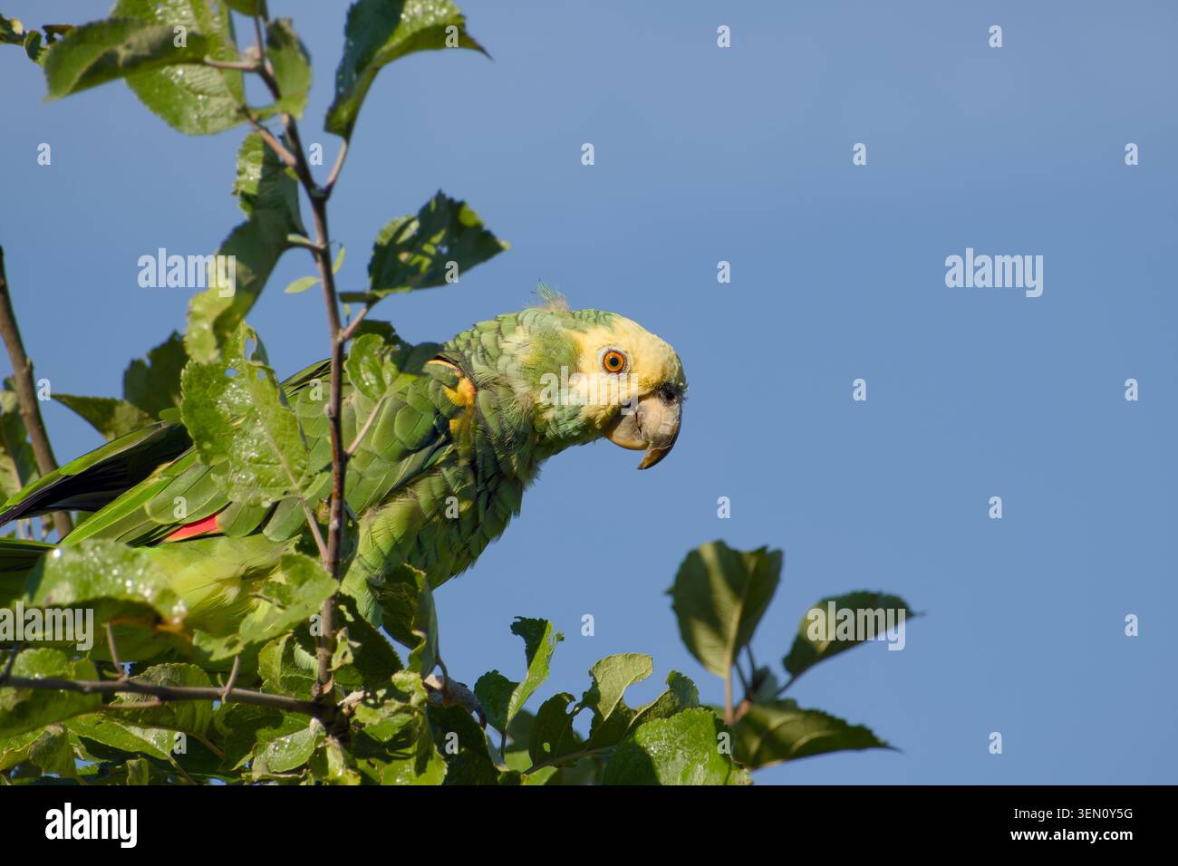 Der gelbköpfige amazonas thronte zwischen den Blättern eines Apfelbaums vor einem klaren blauen Himmel Stockfoto