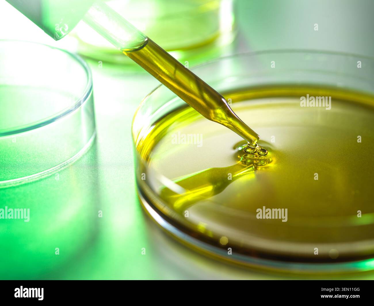 Tropfen der gelben Flüssigkeit in eine Petrischale mit einer Pipette in Laborumgebung. Stockfoto