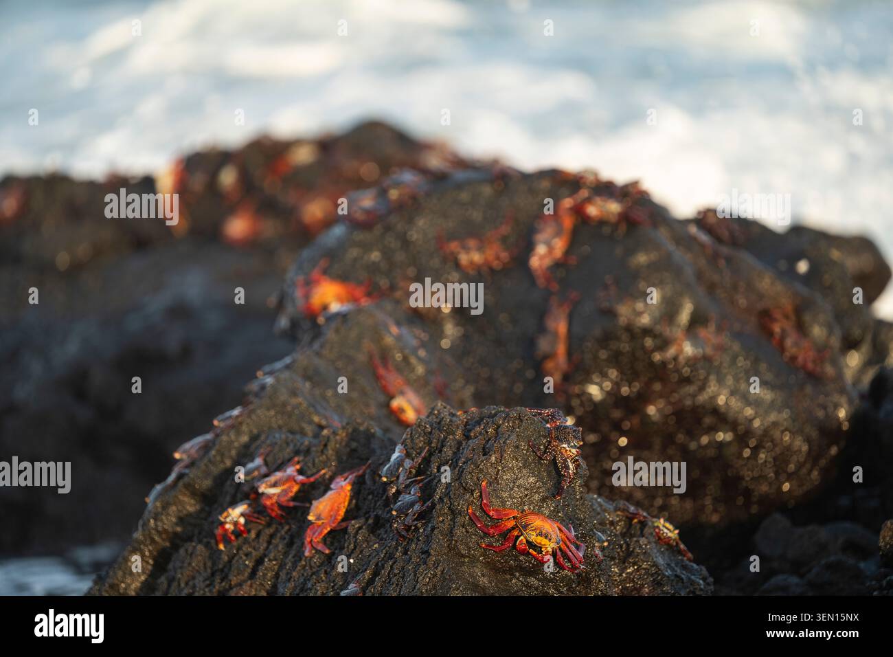 Leuchtend rote und orange Krabben auf schwarzen Vulkanfelsen in der Nähe der Meereswellen bei Sonnenuntergang. Stockfoto