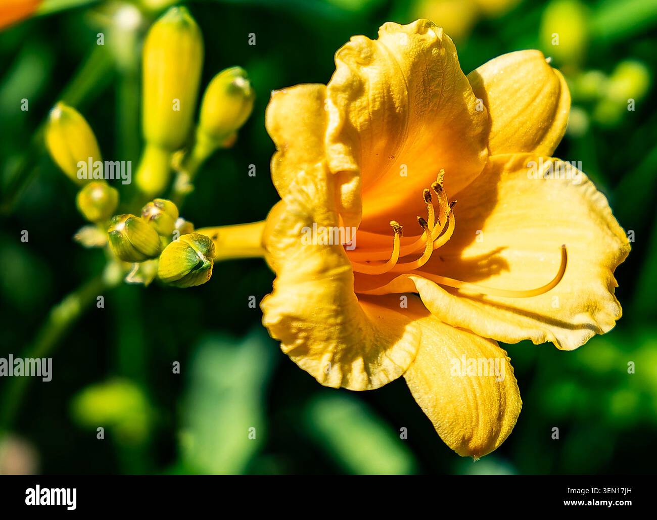 Stella de Oto Daylily in voller Blüte Stockfoto