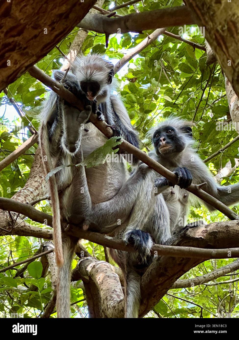 Zwei Affen sitzen zwischen dicken Ästen und grünen Blättern, einer greift unter dem Baumdach in Richtung des anderen. - Smartphone-aufgenommenes Stockfoto