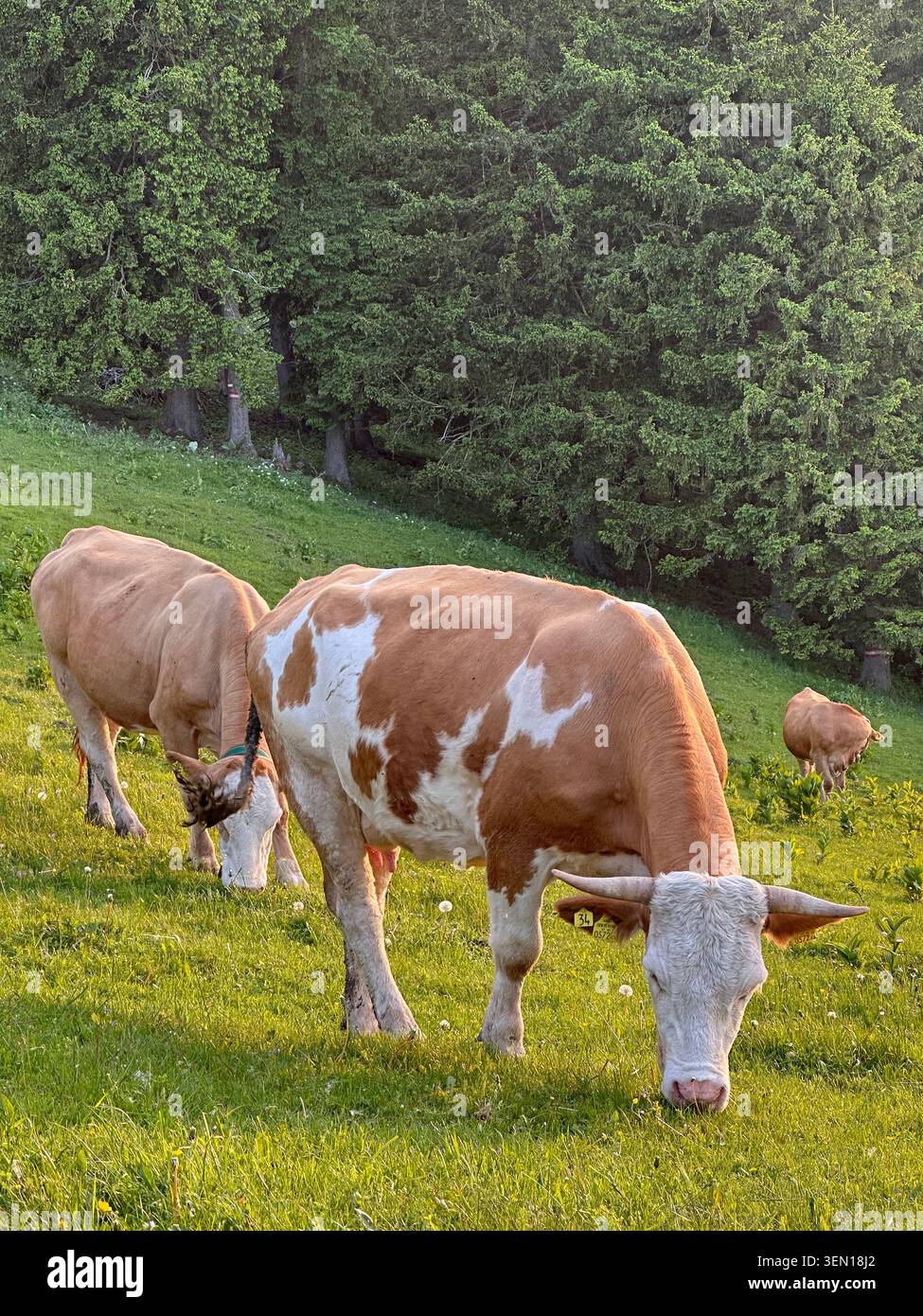 Braun-weiße Rinder grasen auf einer mit Blumen übersäten Alm neben dichtem immergrünem Wald. - Smartphone-aufgenommenes Stockfoto